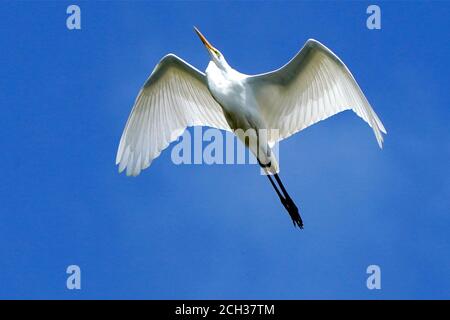 Great Egrets in Marsh habitat Stock Photo