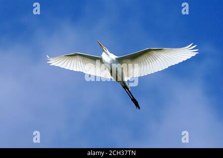 Great Egrets in Marsh habitat Stock Photo