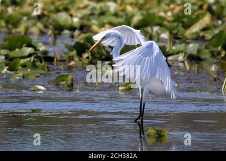 Great Egrets in Marsh habitat Stock Photo