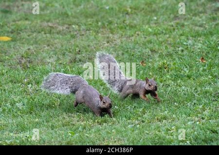Eastern Grey Squirrels in grass in summer Stock Photo