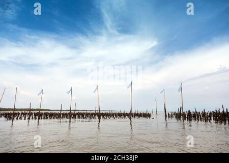 making wall from bamboo wood breakwater on the sea coast with seascape background Stock Photo