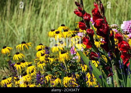 September flowers Yellow Rudbeckia Goldsturm Red Gladioli colourful flowerbed Late summer, red gladioli flowers Gladioli Garden Stock Photo