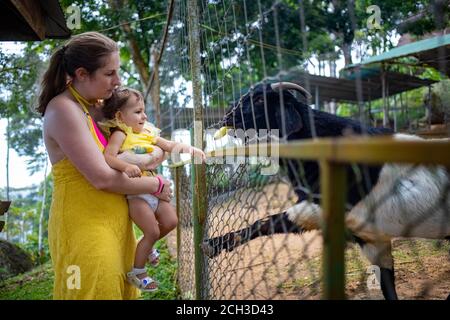 Adorable cute toddler girl with mother feeding goat on a kids farm. Beautiful baby child petting animals in the zoo. Excited and happy girl on family Stock Photo