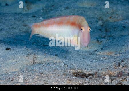 Cleaver wrasse or Pearly razorfish Xyrichtys novacula, Labridae ...