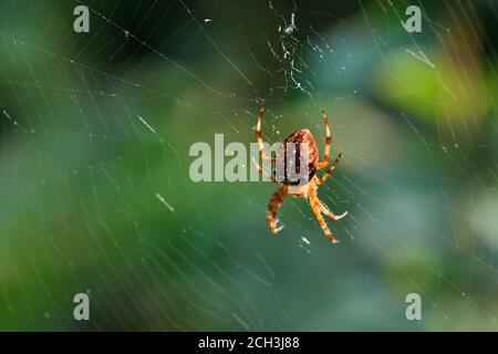 Spider Araneus sitting on a web in the background light close-up Stock Photo