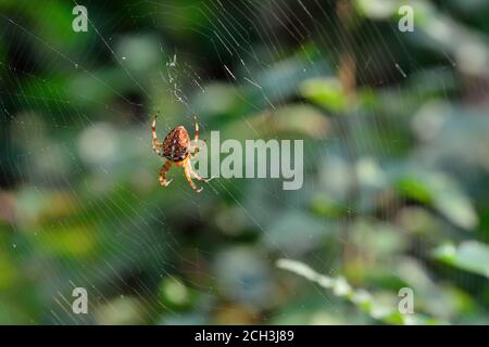 Spider Araneus sitting on a web in the background light close-up Stock Photo