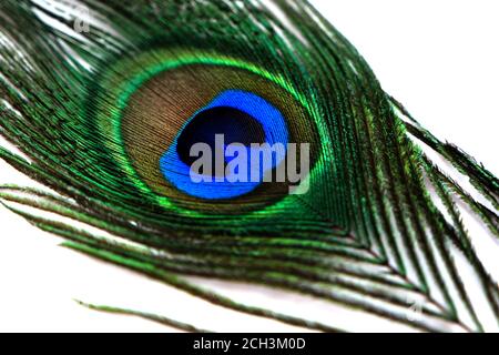 Macro peacock feather on white background. Close up selective focus. Isolated feather fragment. Stock Photo