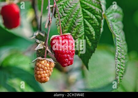 Ripening raspberries on a bush in cottage garden, closeup Stock Photo