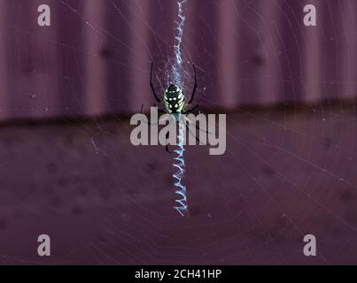 Orb Weaver garden spider hanging from web Stock Photo