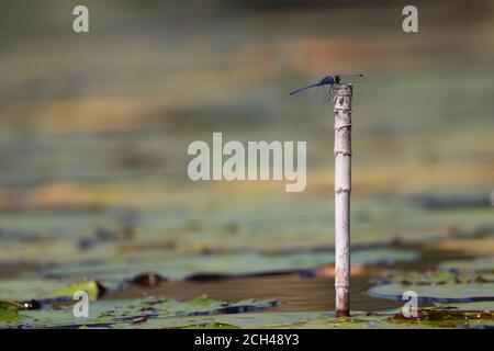 Dorsal Dropwing Dragonfly Perched On Reed Tip (Trithemis dorsalis) Stock Photo