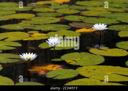 Blue Star Lotus Waterlilies Surrounded By Lily Pads (Nymphaea nouchali) Stock Photo