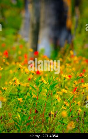 Group of wild flowers found in a burned forest in Banff National Park, Alberta, Canada. Stock Photo