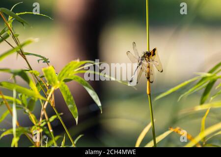 A dragonfly perched on a branch of a bamboo and was devouring the remains of another dead dragonfly. Stock Photo