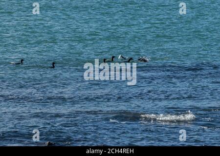 Cormorants fishing in harbour Stock Photo