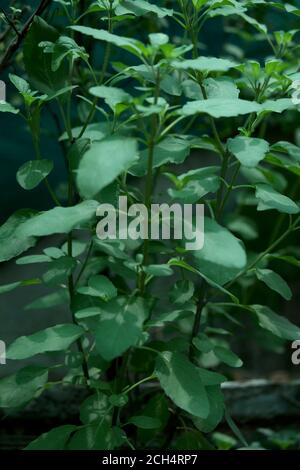 herbal basil, fresh Holy Basil (Ocimum sanctum) plant background image, selective focus with blur. Stock Photo