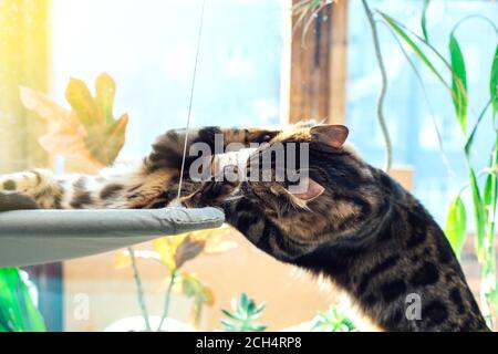 Two cute bengal kittens gold and chorocoal color laying on the cat's window bed playing and fighting. Stock Photo