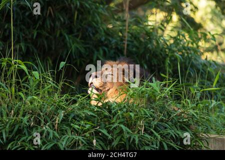 Lion Bathing Lion bathing in sunlight at the Smithsonian National Zoo in Washington ...