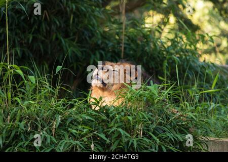 Lion Bathing Lion bathing in sunlight at the Smithsonian National Zoo in Washington ...