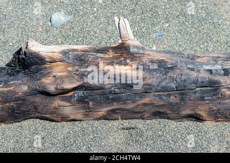 A piece of burnt wood on the beach Stock Photo