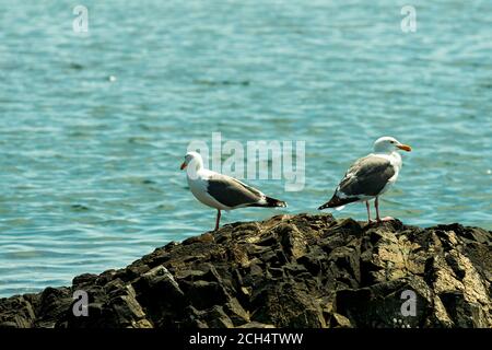 Two seagulls on a rock facing in opposite directions Stock Photo