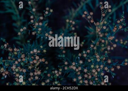 Linum usitatissimum. Common name are flax or linseed. Green flax twigs with linseed capsules on blurred background. It is a food and fiber crop. Stock Photo