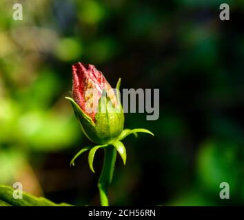 Hibiscus flower with leaves and branches in flower garden