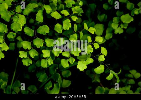 Maidenhair Fern (Adiantum Aethiopicum) with caterpillar visitor on the end of a frond.Found at Shepherds Bush in Glen Waverley, Victoria. Stock Photo