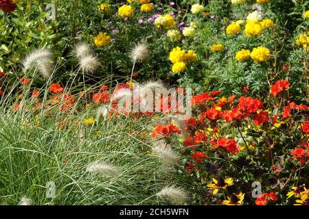September garden flowerbed Feathertop Fountain Grass Mirigolds Red geraniums - pelargonium Stock Photo