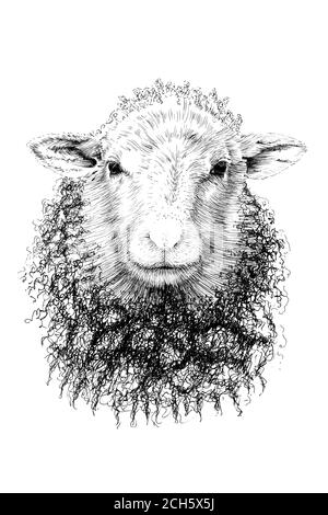 Lamb Head Drawing