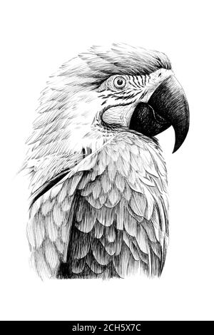 Parrot Drawing In One Continuous Line, Sketch Royalty Free SVG, Cliparts,  Vectors, and Stock Illustration. Image 184809551.