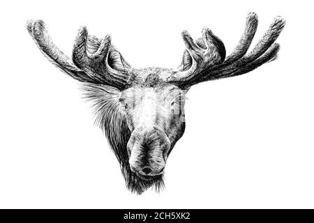 Hand drawn moose, sketch graphics monochrome illustration on white ...