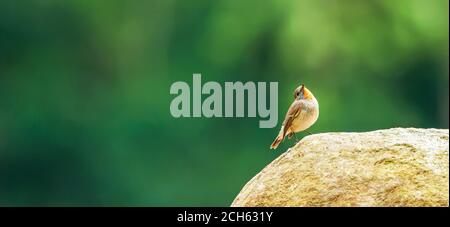A little Red-throated Flycatcher is perching on the rock isolated on blurred green forest in the background. Stock Photo