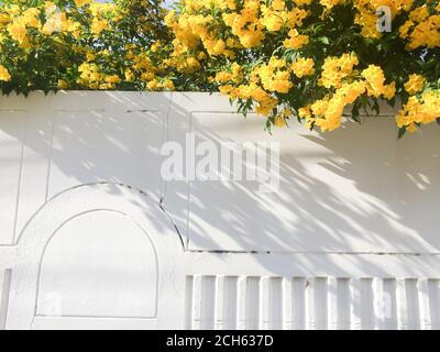 Blooming flower garden fence on sunny summer, abstract striped shadow on white concrete fence. Focus on fence. Stock Photo