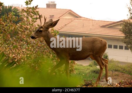 Monrovia, California, Liberia. 12th Sep, 2020. Sep 12, 2020 - Monrovia, California, Liberia - The Deer escaped Bobcat fire and is looking for water, food and shelter in people's neighborhoods. (Credit Image: © Katrina Kochneva/ZUMA wire) Stock Photo