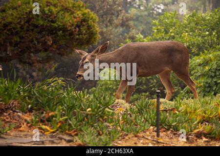 Monrovia, California, Liberia. 12th Sep, 2020. Sep 12, 2020 - Monrovia, California, Liberia - The Deer escaped Bobcat fire and is looking for water, food and shelter in people's neighborhoods. (Credit Image: © Katrina Kochneva/ZUMA wire) Stock Photo