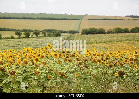 Sunflower field with out of focus hills and cloudy sky Stock Photo