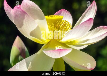 Sacred Water Lily Nelumbo nucifera closeup Indian lotus Stock Photo