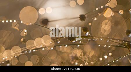 Close up of morning dew drops condensation on a plant Stock Photo