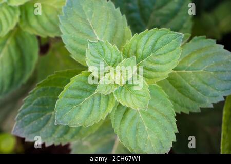 Photo of a plant with large large green leaves in close-up.Flowers in the garden in summer and Floristics. Stock Photo