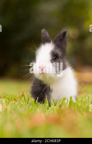 domesticated European rabbit (Oryctolagus cuniculus), which has been extensively domesticated for food or as a pet. Stock Photo