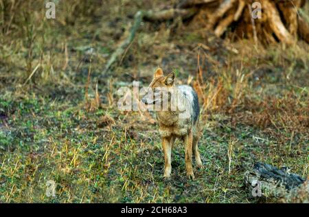 Nature painting or scenery of  Indian jackal (Canis aureus indicus) or Himalayan jackal or Golden jackal in golden hour at forest of central India Pen Stock Photo