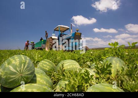 Agricultural workers collect watermelons in a field. Photographed in Israel in July Stock Photo