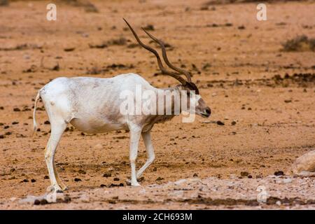 Addax (Addax nasomaculatus) critically endangered desert antelope, Extinct in the wild in Israel. Photographed at the Yotvata Hai-Bar Nature Reserve b Stock Photo