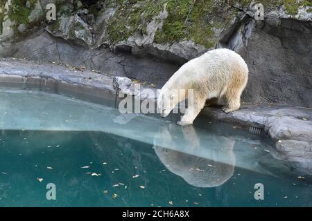 Brno, Czech Republic. 13th Sep, 2020. Cora, polar bear (Ursus maritimus) sow, is seen in the repaired pool in the Brno Zoo, Czech Republic, on September 13, 2020. Credit: Vaclav Salek/CTK Photo/Alamy Live News Stock Photo