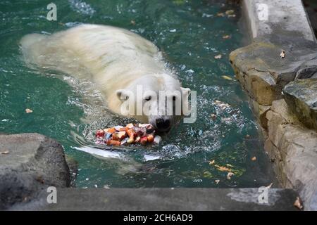 Brno, Czech Republic. 13th Sep, 2020. Cora, polar bear (Ursus maritimus) sow, is seen in the repaired pool in the Brno Zoo, Czech Republic, on September 13, 2020. Credit: Vaclav Salek/CTK Photo/Alamy Live News Stock Photo