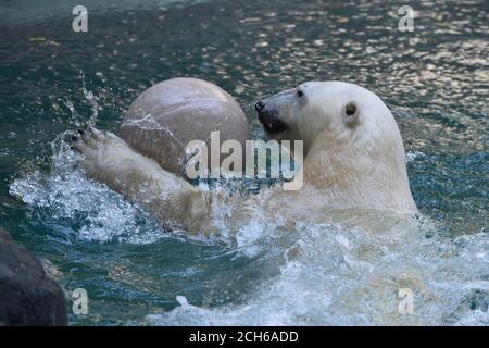 Brno, Czech Republic. 13th Sep, 2020. Cora, polar bear (Ursus maritimus) sow, is seen in the repaired pool in the Brno Zoo, Czech Republic, on September 13, 2020. Credit: Vaclav Salek/CTK Photo/Alamy Live News Stock Photo