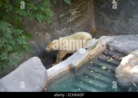 Brno, Czech Republic. 13th Sep, 2020. Cora, polar bear (Ursus maritimus) sow, is seen in the repaired pool in the Brno Zoo, Czech Republic, on September 13, 2020. Credit: Vaclav Salek/CTK Photo/Alamy Live News Stock Photo