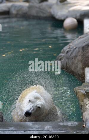 Brno, Czech Republic. 13th Sep, 2020. Cora, polar bear (Ursus maritimus) sow, is seen in the repaired pool in the Brno Zoo, Czech Republic, on September 13, 2020. Credit: Vaclav Salek/CTK Photo/Alamy Live News Stock Photo