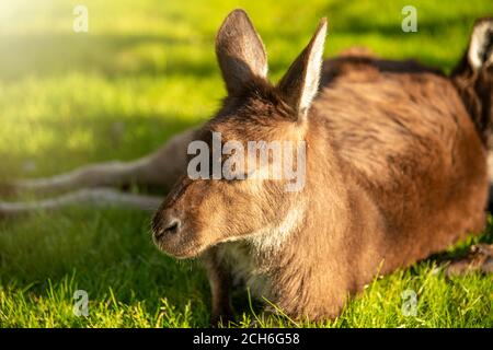 Relaxed kangaroo lying on the grass at sunset Stock Photo