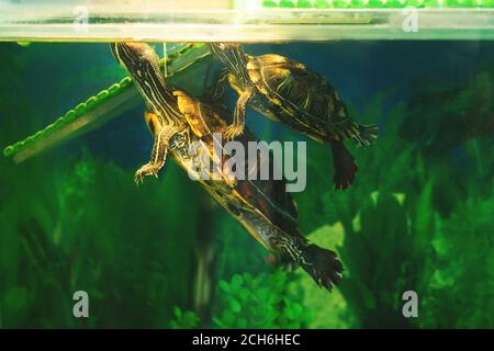 Two Red Eared Terrapin in aquarium with seaweed. Turtles breathe air, head is not in water. Stock Photo